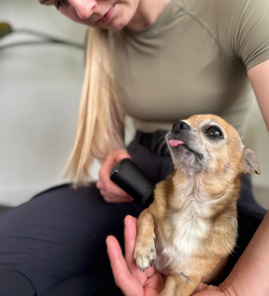 NOVAFON-Schallwellentherapie: Nala schaut entspannt auf, das Gerät liegt an