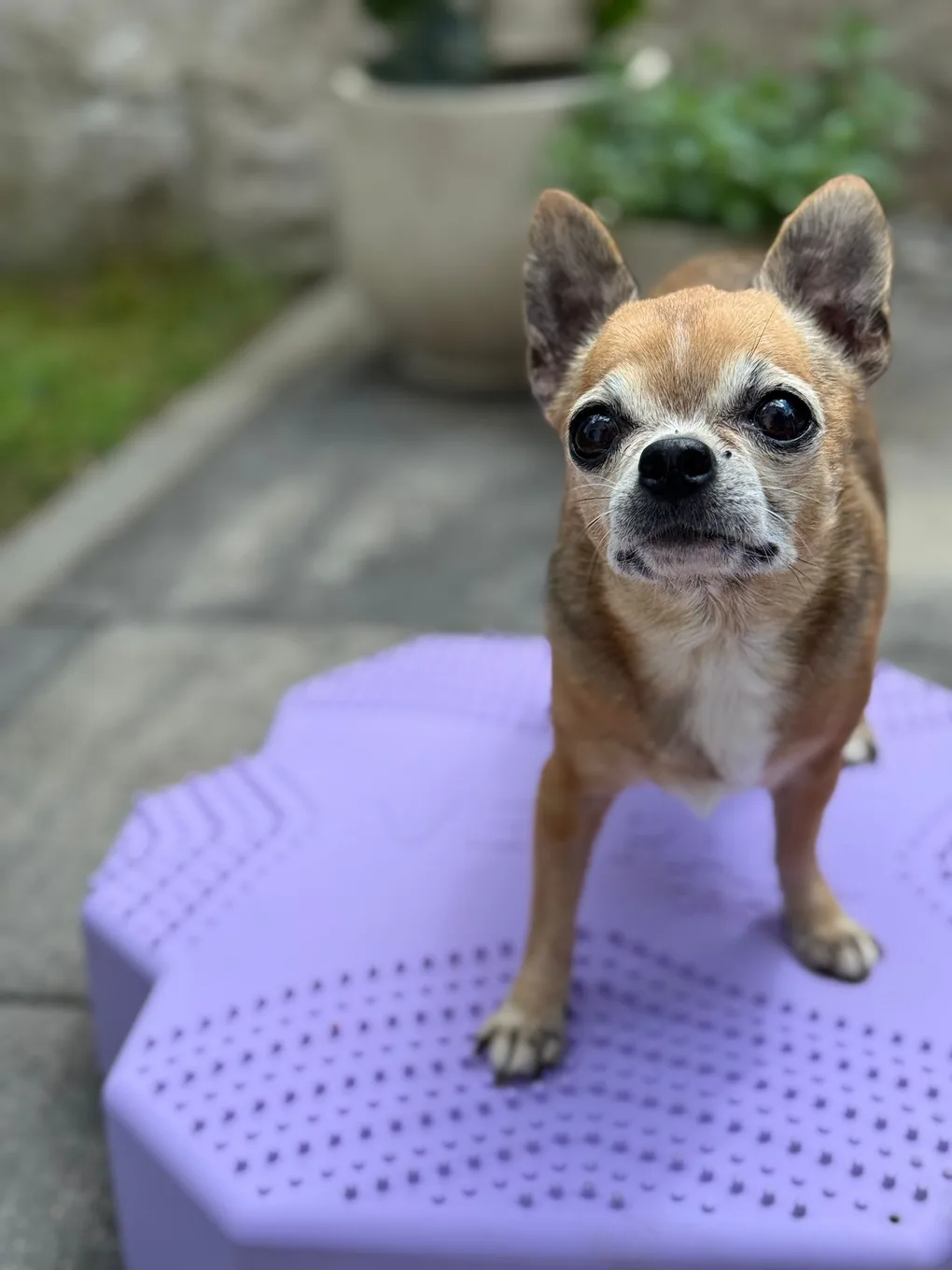 Nala steht zur Vorsorge auf einem Balance-Pad